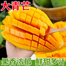 越南进口果当季新鲜水果斤现货采摘特大果甜整箱