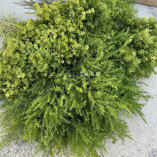 2025 New Green Plant Artificial Flower Plastic Grass Milanese Grass Murrilia Qilixiang Melaleas Golden Wedding Flower Arranging Mori Style