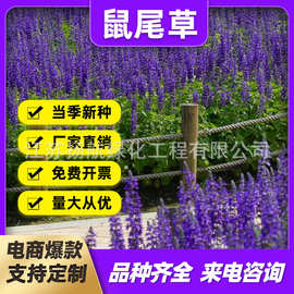 批发蓝花鼠尾草种子一串蓝马鞭草格桑花野花组合百日草籽易活