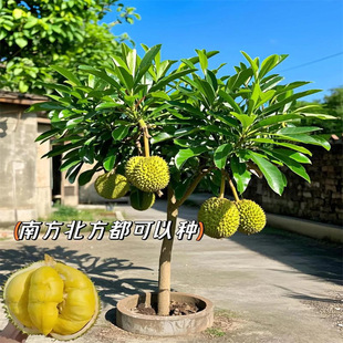 Durian Tree Fruit Seedlings Planted in the North and South Golden Pillow Durian Authentic Guangxi Grafted Musang King Dwarf Potted Fruit Saplings