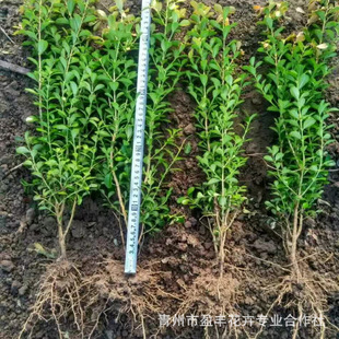 ����С�~�S���� �����S�������͘� ľ��������ľ �����N��