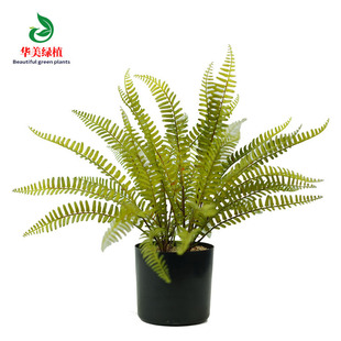 Artificial Persian Grass plant fern tropical rainforest style creative plant wall decoration accessories sheep tooth Fern grass