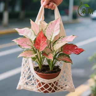 ���~�����ԷN���ɫ�����҃ȾGֲ��ɫ�w�R�̨����W�t��ֲ�ﻨ��