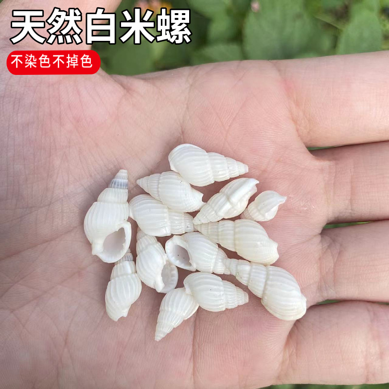 Miniature landscape drifting bottle seashells, 1-2 cm white rice snails, natural seashells, seashell DIY raw materials