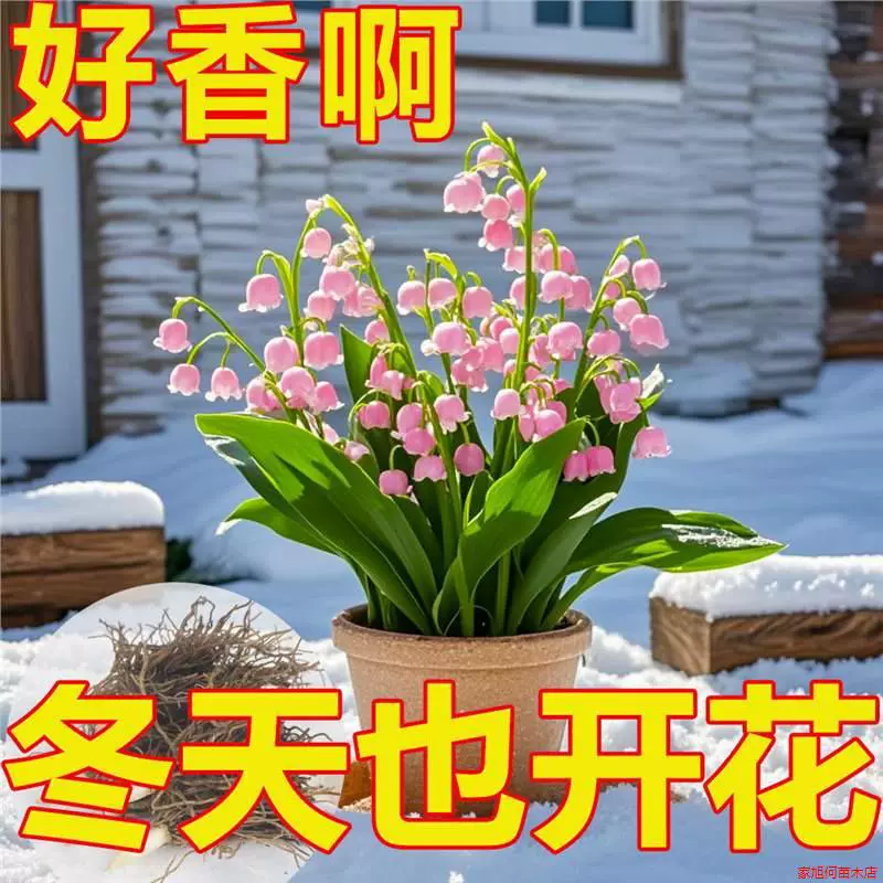 [Дайте вам горшок] Ландыш с корнями и бутонами, легко выращивается, морозостойкий, ароматный, цветет в любое время года, цветы, выращенные в гидропонной почве.
