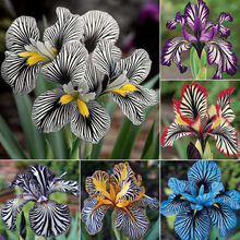 羳؛lymNӻɫlymN̨ļԻܷN