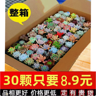 Yunnan Succulent Plant Combination Flower Potted Indoor Package Jade Dew Green Plant Rare Variety Large and Easy to Grow