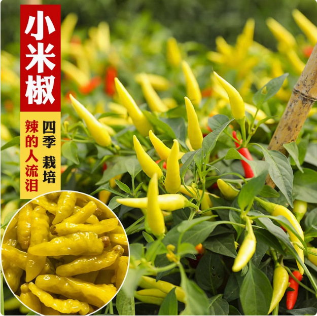 四季小米椒种籽小米辣种子苗朝天辣椒超辣蔬菜泡椒孑苗秧盆栽籽种