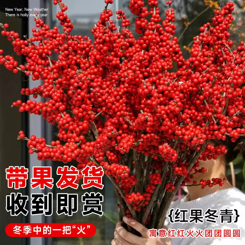 北美冬青红果真花鲜枝水培鲜花新年盆栽室内鲜切花年宵花卉好养活
