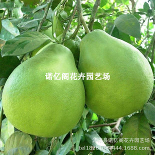 ̩���t��ʯ���ּ޽������Ә�����Ʒ�t��ʯ����Խ��������t������
