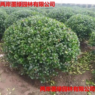 Large Leaf Boxwood Balls, Holly Balls, and Red-Flowered Holly Balls for Construction Site Greening Base