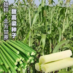 ��������N��������Ƥ����������Ϸ��ļ���U�Nֲˮ�������U�ѷN