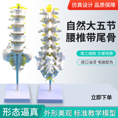 自然大五节腰椎带尾椎模型 成人腰椎带尾骨脊椎神经腰椎间盘 演示|ms