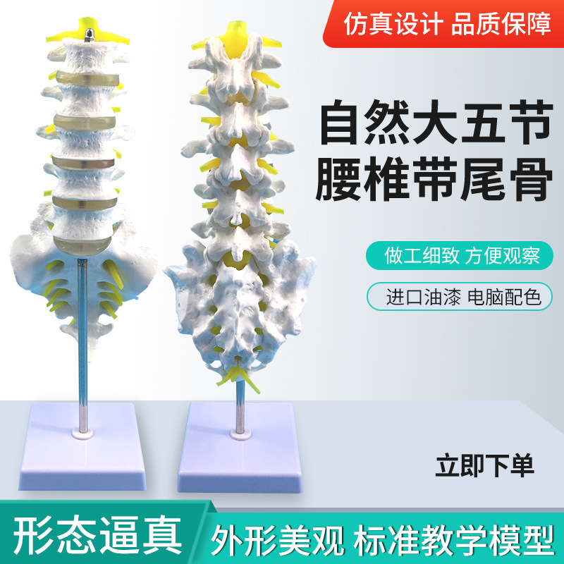 ��Ȼ�������׵��β׵ģ�� ������׵��β�Ǽ�׵����׵���� ��ʾ