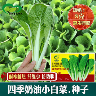 �ļ�����С�ײ˷N�� �r��˵����ԷNֲ�ļ��߲�С�ײ����w�S��