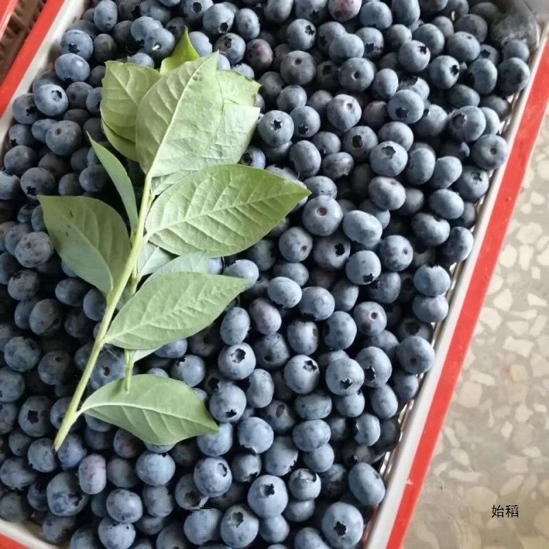 Blueberry 8 boxes fresh fruit pregnant baby complementary food blueberry plum smooth movement snacks drama snacks cross-border dropshipping
