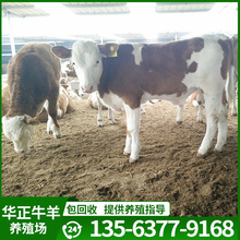 西门塔尔肉牛种牛养殖场常年出售改良肉牛犊 基础母牛