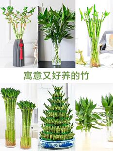 转运竹富贵竹龙竹植物水养盆栽客厅弯竹开运竹子招财带根转运竹-阿里巴巴