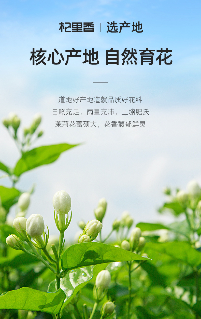 Jasmine Flower Tea Mo Li Hua 28g Bottle Dried Jasmine Buds Guangxi Loose Floral Tea key features