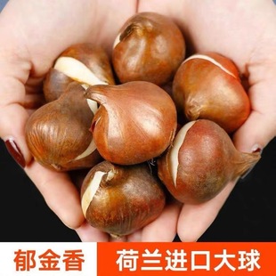 Spot Imported Tulip Seed Bulbs Single-Petal Variety 1 Piece 5-Degree Ball Indoor Flower Potted Plant Blooms in All Seasons and Is Easy to Maintain