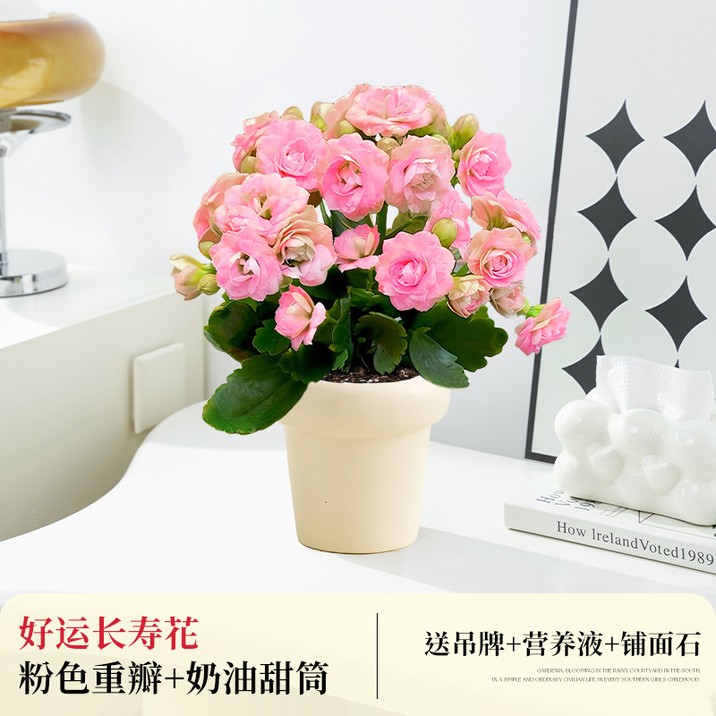 [핑크 더블] 행운과 장수 꽃 + 크림 콘 (봄 태그 + 포장 포함)