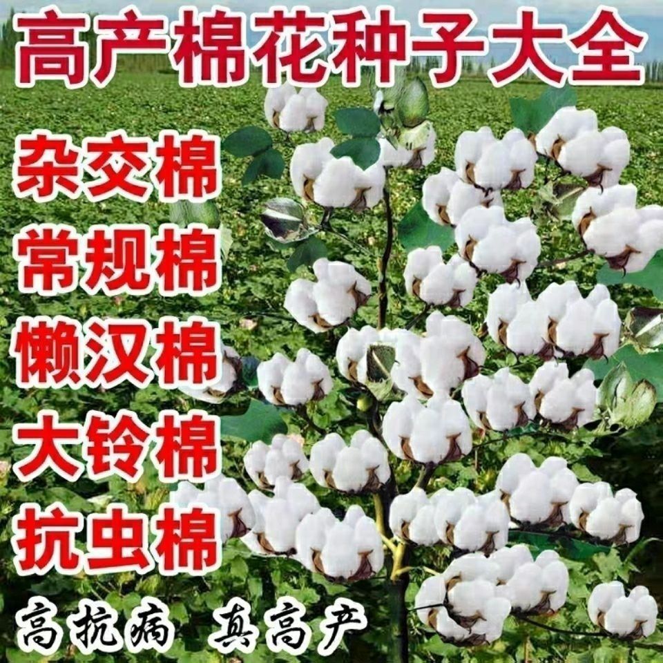 新疆棉花种子 高产棉国审抗虫棉花种子高产 抗病杂交棉大铃棉特级