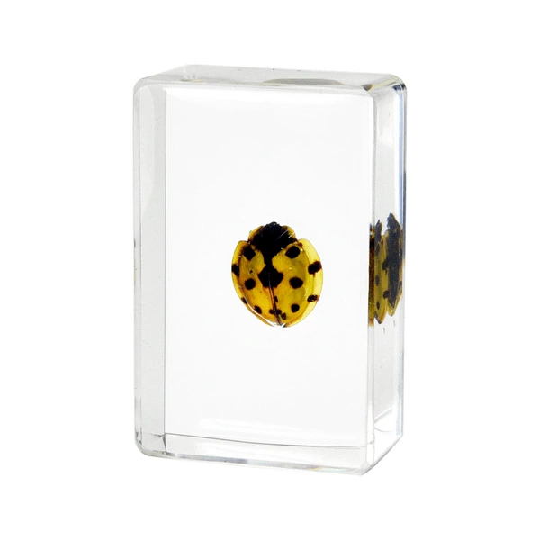 4.5CM Small Ladybug