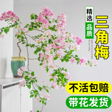 三角梅花树苗盆栽带花老桩特大苗漳红樱室内阳台高端爬藤多季开花