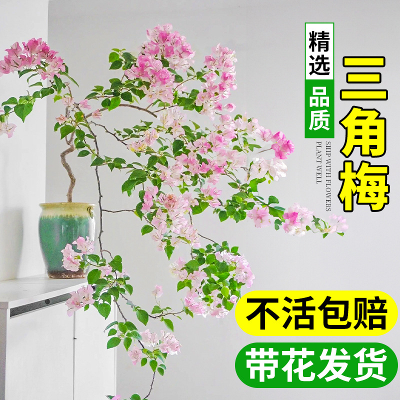 三角梅花树苗盆栽带花老桩特大苗漳红樱室内阳台高端爬藤多季开花