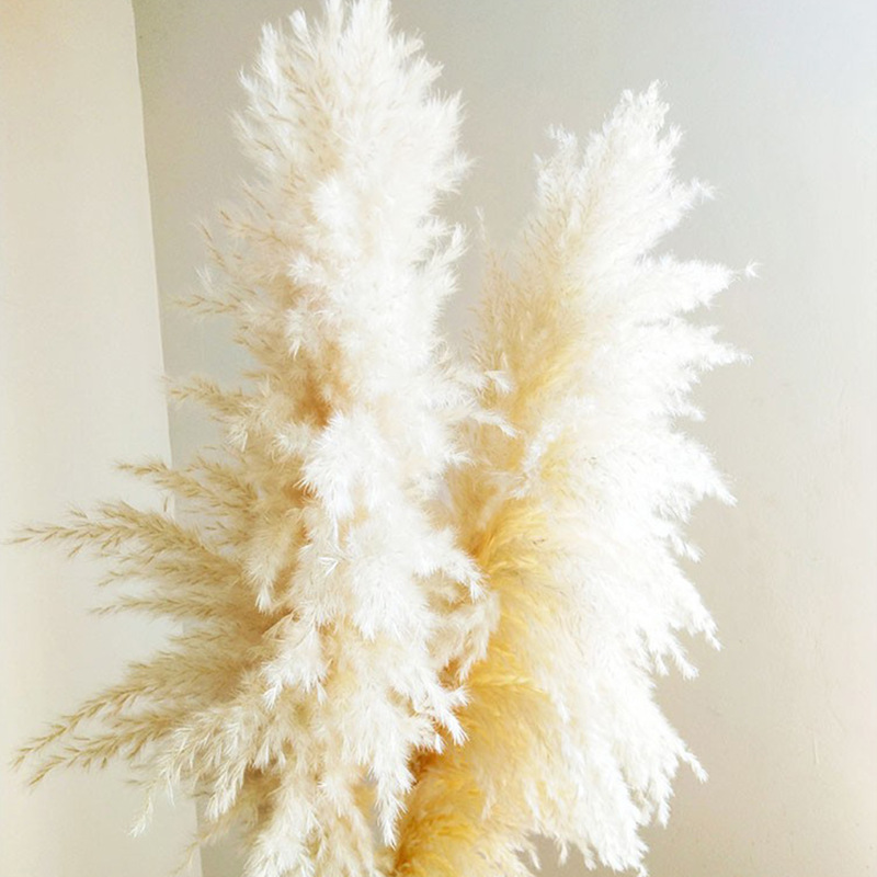 원래 머리 길이는 50cm 이상