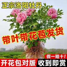 牡丹花盆栽带花苞菏泽洛阳四季真品名贵特大树苗老桩牧丹重瓣花卉