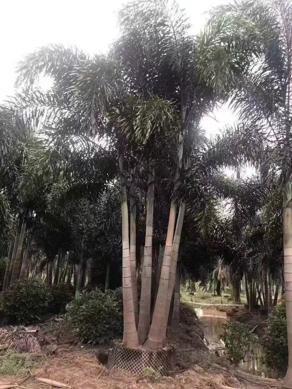 2103 база поставляет несколько стержней 4-5 стержней