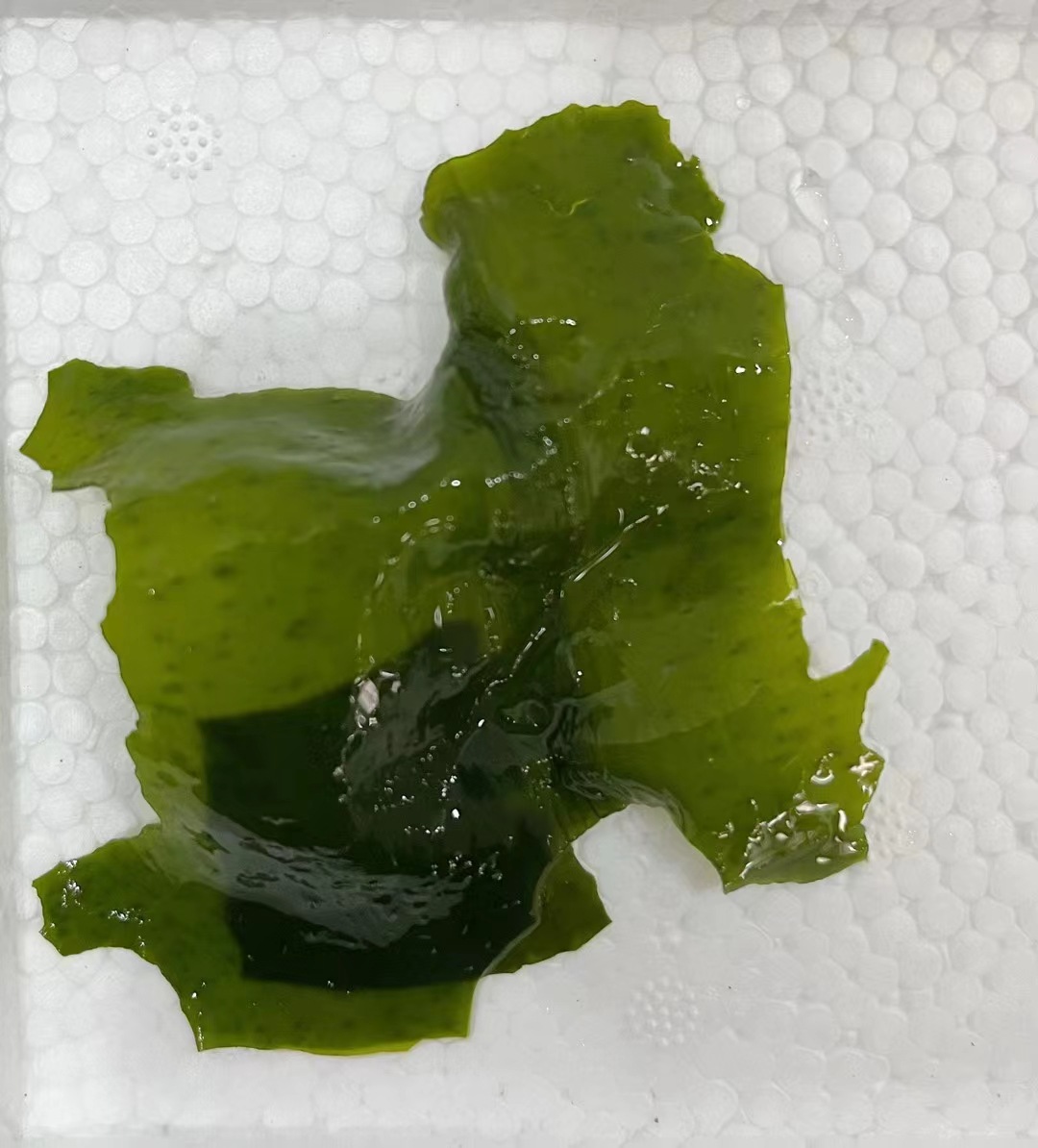 干裙带菜无沙干货 干燥海带裙海裙菜水产干货火锅煲汤关东煮食材-阿里巴巴