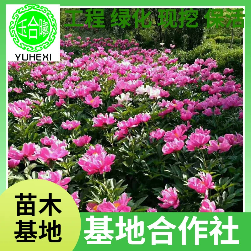Оптовая продажа [Аутентичные] многолетних корневых блоков пионов с красными цветами, многолетнее цветущее растение с большим количеством цветков в одном году