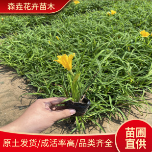 ����������޸��G����ľ  �t����ݻ��� �ر��Gֲ ���n�ݎ�������