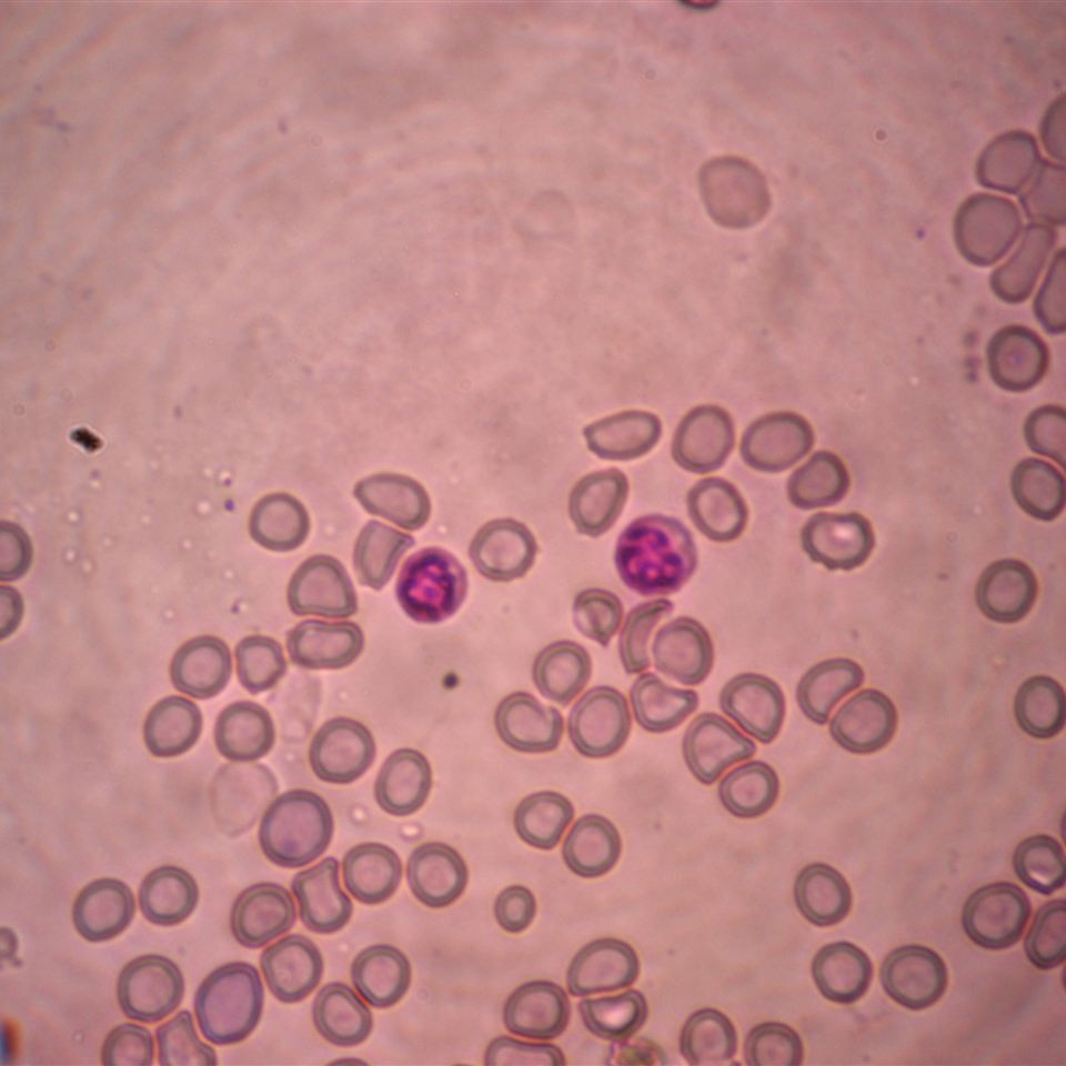 20ml 吕氏碱性美蓝染液 微生物细菌染色液实验室专用厂家供应