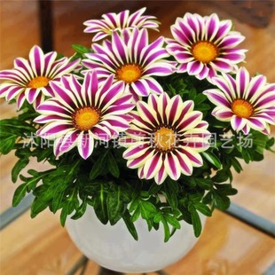 Medal Chrysanthemum Seeds Flower Seeds African Sunflower Chrysanthemum All Year Round Balcony Seeds Courtyard Potted Flower Seeds Easy