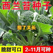 l·Nm̦NӾG̦ЙCm@ͥԺNֲ߲̦NZҰ