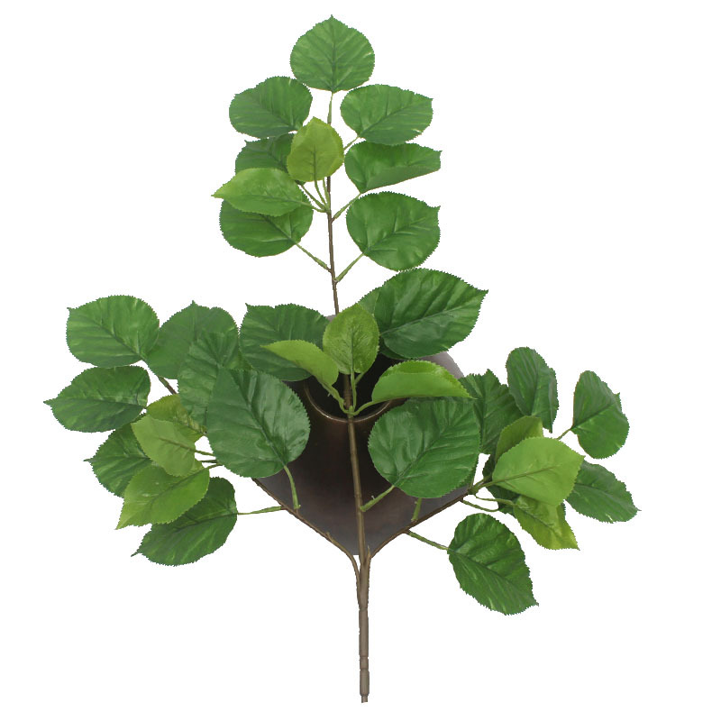 三叉珙桐叶 (5).jpg