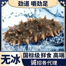 明尊10A级大连高端即食海参500g刺参即食海参 厂家批发 顺丰发货