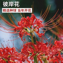 彼岸花种球曼珠沙华盆栽红花换锦石蒜大种球阳台花卉四季种植开花