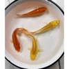 8–10 см, красные 2 шт., жёлтые 2 шт.