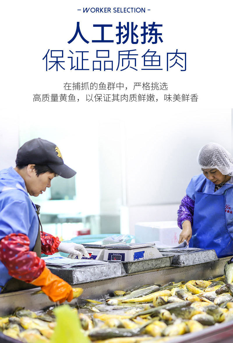 大黄鱼---副本_02