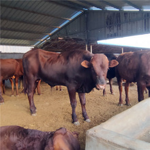 西门塔尔育肥肉牛犊 供应改良肉牛苗 夏洛莱牛利木赞牛肉羊价格