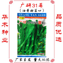 廣研31號菜心40g 速生油菜油綠甜四季可種蔬菜種子零售 廠家直發
