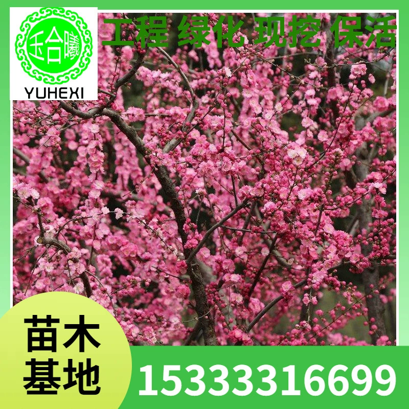 Саженцы Prunus serrulata, двуцветковые Prunus serrulata, морозостойкие цветы в горшках, саженцы сливовых деревьев в саду.