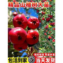 山楂树活苗大金星嫁接果树苗现挖现发庭院地栽南北方四季种植盆栽