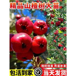 ɽ高�������Ǽ޽ӹ�����F�ڬF�lͥԺ�����ϱ����ļ��Nֲ����