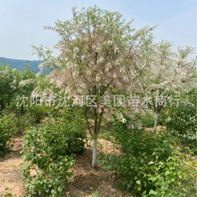 �Ĺڹ���ľ���ۣ��Ĺڹ����� �Ĺڹ��r�� �Ĺٮ�ͥ ����}�� Ԣ��