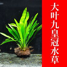 ���~�Źڻʹ�������к�����҃��~�׵�ˮˮ���r��ֲ�����ˮ��